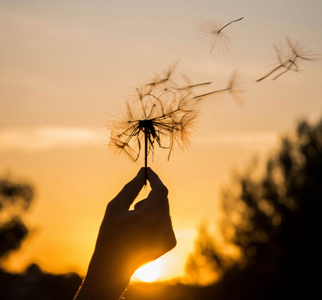 Webinar Warum Wandel mit Loslassen beginnt Webinar Warum Wandel mit Loslassen beginnt - Auf dem Foto ist eine Pusteblume zu sehen
